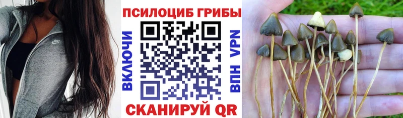 Галлюциногенные грибы GOLDEN TEACHER darknet официальный сайт Трёхгорный hydra рабочий сайт